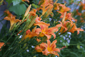 lily orange summer grass weeds
