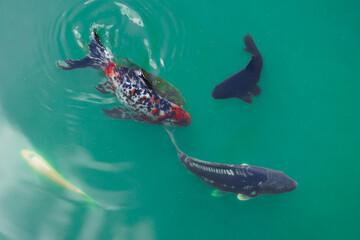 colorful carps in a green pond oriental style