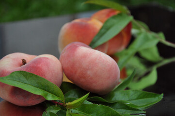 Ripe peaches with leaves. Fig peach. Nectarine. Saturn Peaches. flat peach