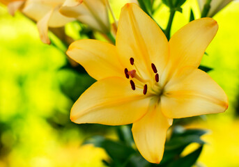 Obraz premium yellow lily on a yellow background 