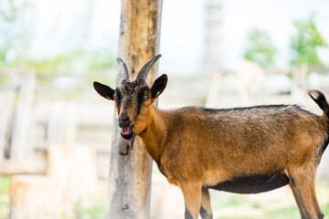 goat with horns in the park