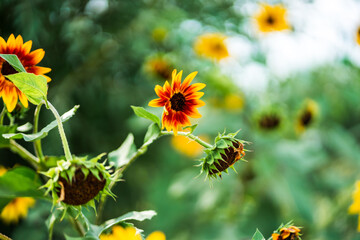 mini sunflower flowers in a green garden