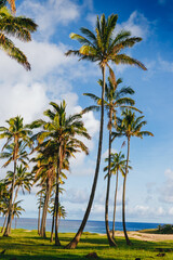 Obraz premium Palm trees on the beautiful Anakena beach, Easter Island, Chile