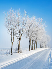 Straße durch verschneite Felder mit schneebedeckten Bäumen in Norddeutschland