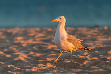 Seagull in the sand on the sunset of a beach day