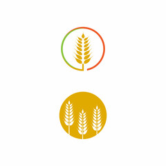 Agriculture wheat vector icon design