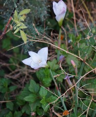 Fototapeta na wymiar White flowers of Amaryllidaceae family plant, selective focus