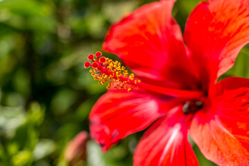 Red hibisco flower with yellow polen
