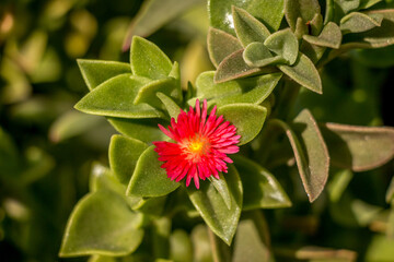 Beautiiful small red flower with yellow center