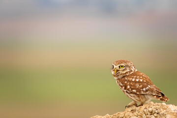 Little owl. Colorful nature background. Athene noctua.  