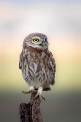 Little owl. Colorful nature background. Athene noctua.  