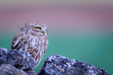 Little owl. Colorful nature background. Athene noctua.  