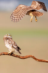 Little owls. Colorful nature background. Athene noctua.  
