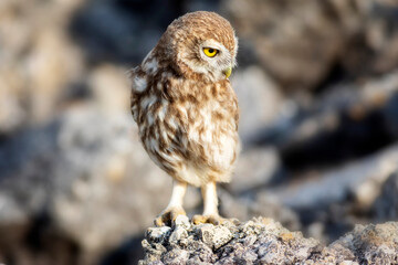 Little owl. Colorful nature background. Athene noctua.  