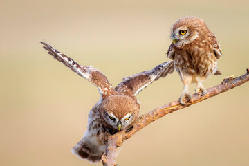 Little owls. Colorful nature background. Athene noctua.  