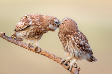 Cute little owls. Colorful nature background. Athene noctua.  