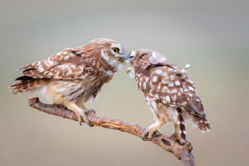 Cute little owls. Colorful nature background. Athene noctua.  