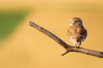 Little owl. Colorful nature background. Athene noctua.  