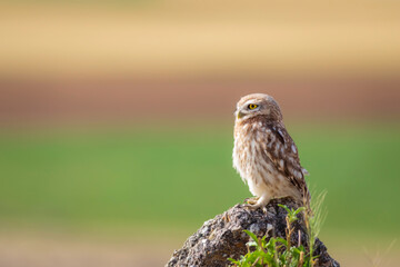 Little owl. Colorful nature background. Athene noctua.  