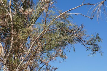 Moringa Peregrina blossom, selective focus, copy space