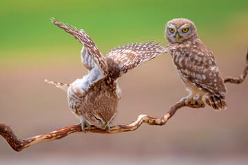 Little owls. Colorful nature background. Athene noctua.  