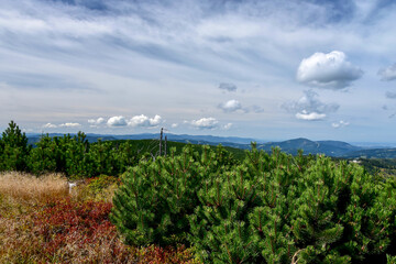 Beautiful mountain view of the Beskid Żywiecki with young pines tree