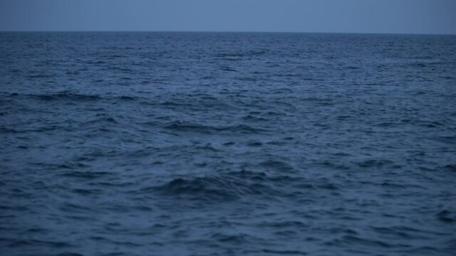Dolphins swim in the sea, appearing on the surface of the water at dusk