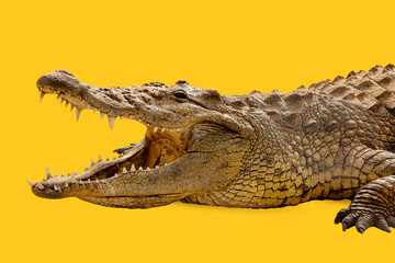 Crocodile head open mouth isolated on yellow background