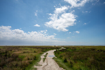 Fototapeta na wymiar salt marshes at the north sea in germany near st peter ording and westerhever sand