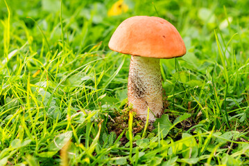 Forest edible raw boletus mushroom close-up on a blurred background. 