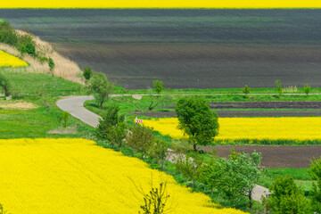 Fototapeta premium Field of rapeseed in Spring