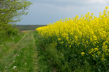 Field of rapeseed in Spring