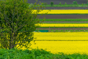 Field of rapeseed in Spring