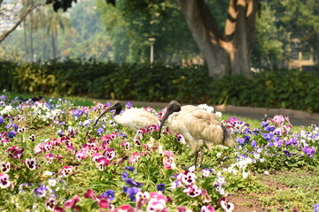 花畑に佇むオーストラリアクロトキ
