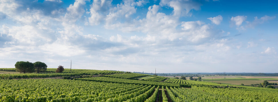 landscape near saumur in Parc naturel régional Loire-Anjou-Touraine with vineyards