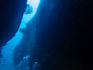 水中で岩礁の隙間から差し込む光に照らされるウミウチワと魚(隙間斜め)