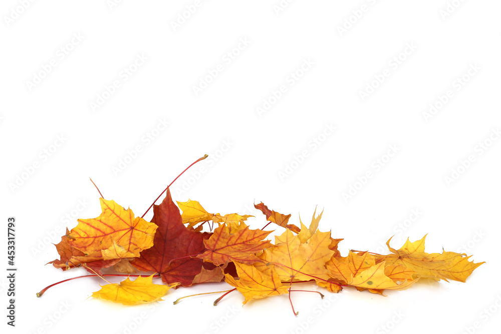 Poster pile of autumn colored leaves isolated on white background.a heap of different maple dry leaf .red a