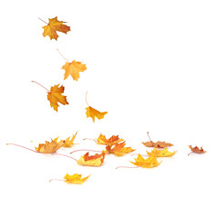 Pile of  yellow autumn  leaves isolated on white background.A heap of different maple dry leaf.