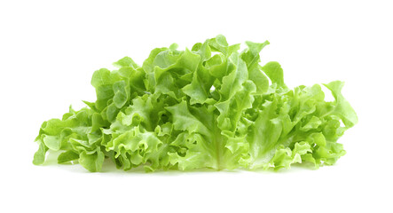 Green oak lettuce  salad leaves isolated on white - obrazy, fototapety, plakaty