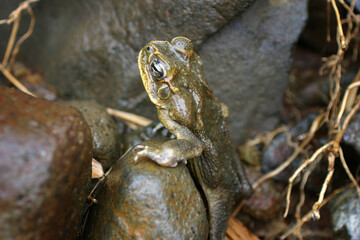 frog on the ground
