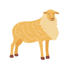 Sheep. Elegant fluffy herbivore. Colorful vector isolated illustration hand drawn. Farm animal, livestock