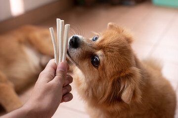 An image of adorable brown dog is biting group of white chew snacks stick in goat milk flavor from owner hand