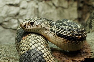 Closeup of snake resting on its reptile skin on wood with side view of face.