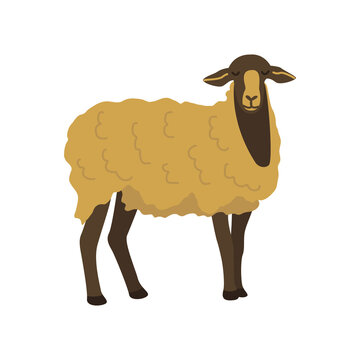 Sheep. Elegant fluffy herbivore. Colorful vector isolated illustration hand drawn. Farm animal, livestock