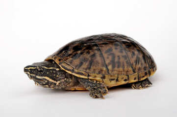 Common musk turtle - juvenile // Gewöhnliche Moschusschildkröte - Jungtier (Sternotherus odoratus)