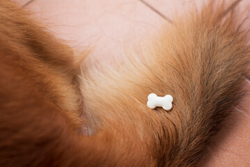 Milk tablet in bone shape with goat milk flavor places on the body of brown dog