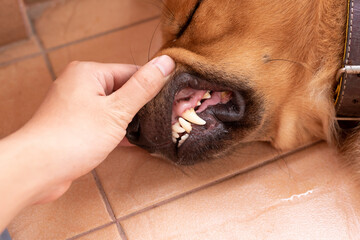 An image of the man is checking teeth of brown dog for cleaning calculus out