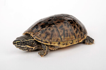 Gewöhnliche Moschusschildkröte - Jungtier // Common musk turtle - juvenile (Sternotherus odoratus)