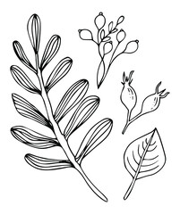 Hand drawn set with leaves and berries isolated on white background. Line art collection. Black and white vector illustration.