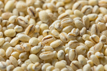 Raw Organic Dry Pearl Barley
